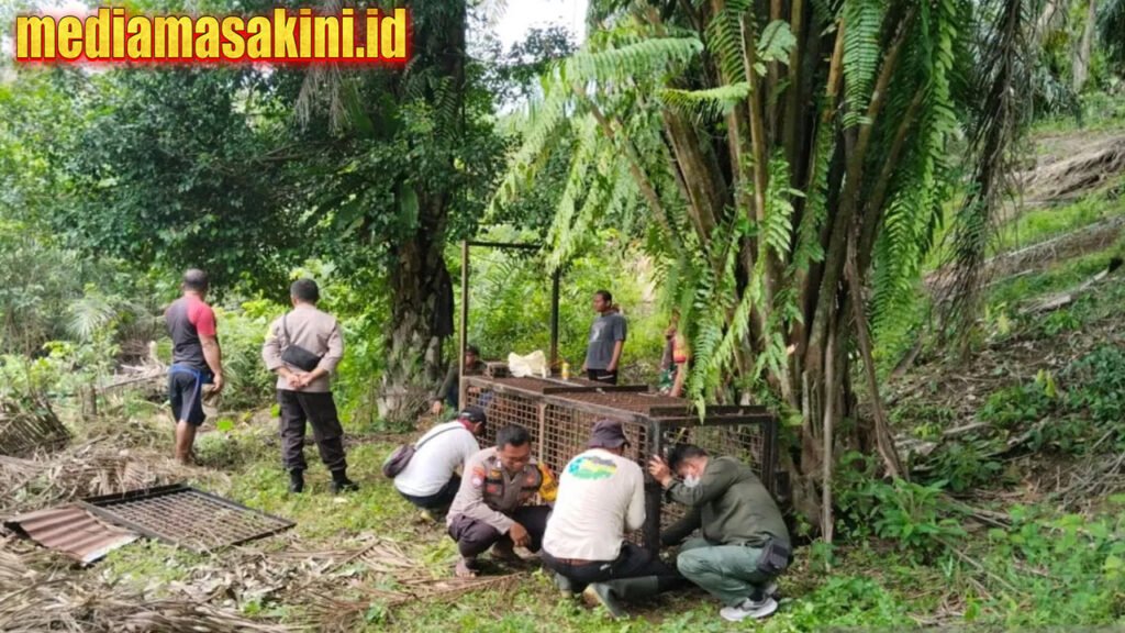 BKSDA nonaktifkan tiga perangkap harimau di Mukomuko