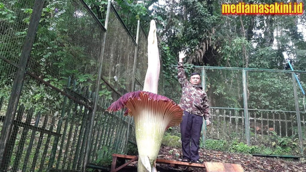 Bunga bangkai Kebun Raya Cibodas kembali mekar di awal 2025