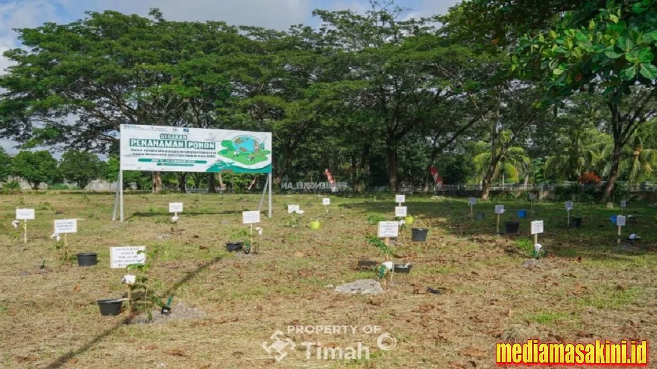 PT Timah, PLN dan METI tanam 1.500 pohon angsana di Sungailiat