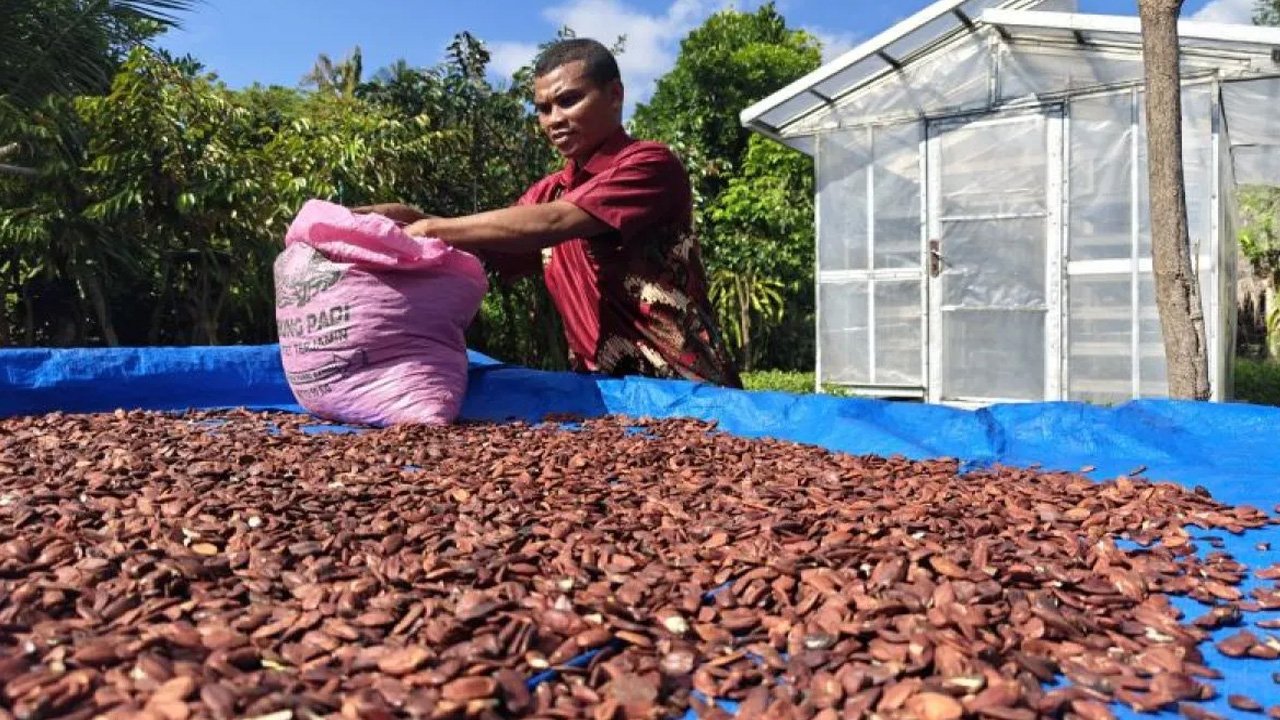Kenari yang membangkitkan masyarakat Pulau Pantar